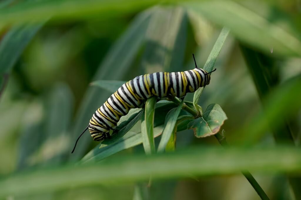 Endangered monarch butterflies on the Canadian Prairies